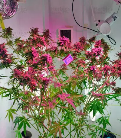 Ganesh Spirit Seeds