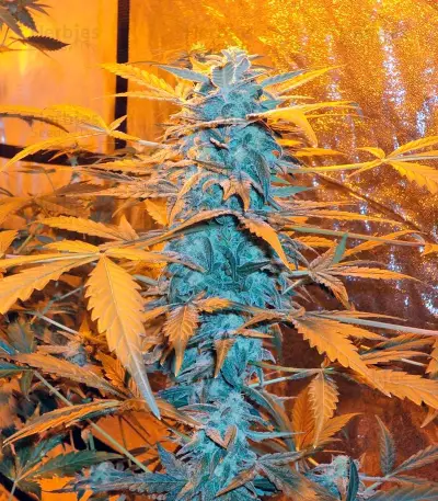 K-Train feminized seeds