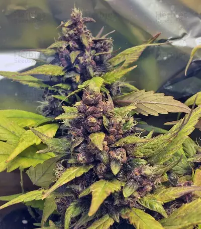 Graines de cannabis Red Poison Auto (Sweet Seeds)