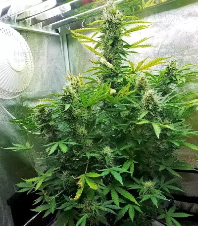 GG#4 Original Glue Auto Seeds