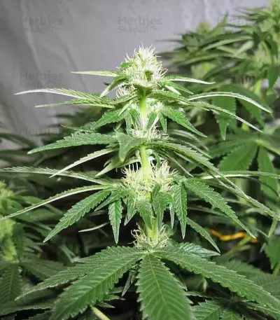 Pineapple Chunk feminized seeds