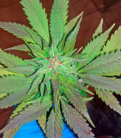Sour Blueberry Seeds