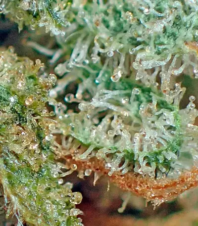 Strawberry Cake Seeds