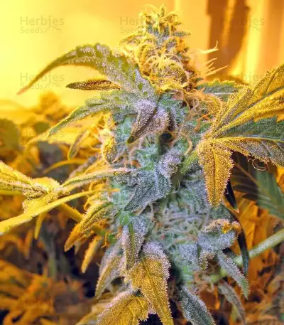 Thai Fantasy feminized seeds