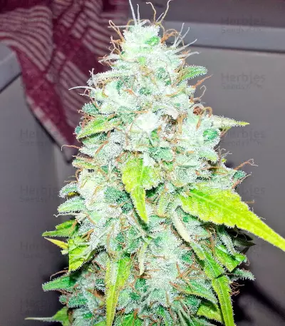Afghan Kush x Skunk (World of Seeds)