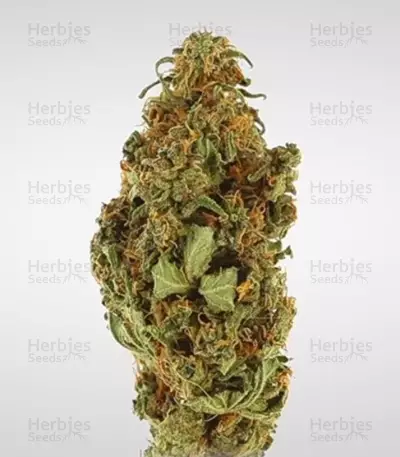 Graines de cannabis Amnesia Haze Automatic (RQS)