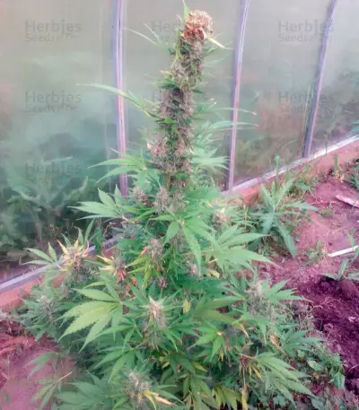 Anubis (Pyramid Seeds)