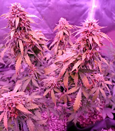 Auto Northern Lights Seeds (00 Seeds)