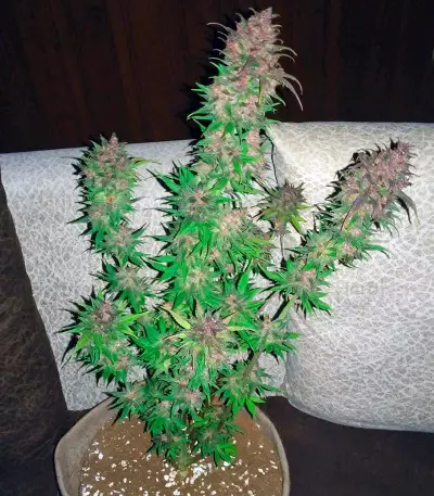 Bloody Skunk Auto (Sweet Seeds)