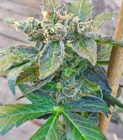 Bubble Gum feminized seeds