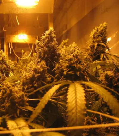 Cannatonic Seeds