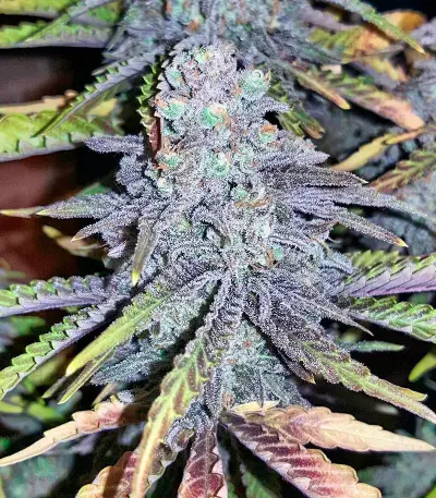 Critical + 2.0 Autoflowering feminized seeds