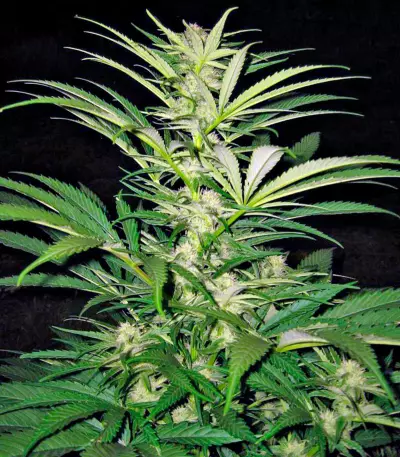 Semi femminizzati Critical Mass CBD