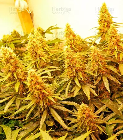 Dedoverde Haze (Humboldt Seeds Organization)