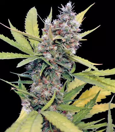 Honey B (Barney's Farm)
