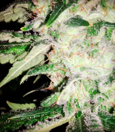Graines de cannabis ICE (Female Seeds)
