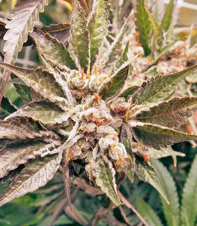 Kali Mist Regular seeds