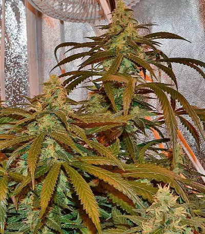 Lemon Cake (Heavyweight Seeds)