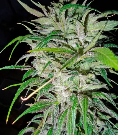 Money Maker (Strain Hunters)