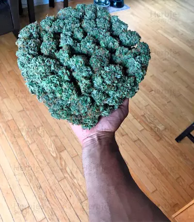 Graines de cannabis Power Kush (Dinafem Seeds)