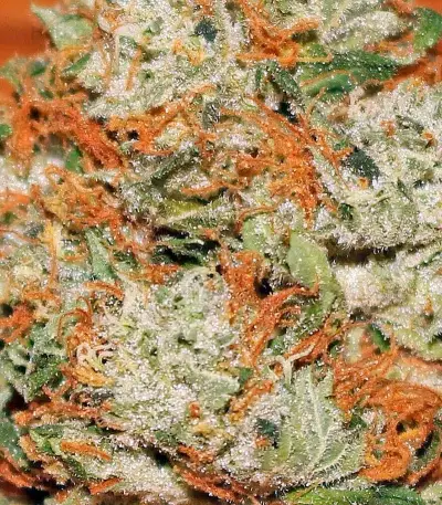 Graines de cannabis Power Kush (Dinafem Seeds)