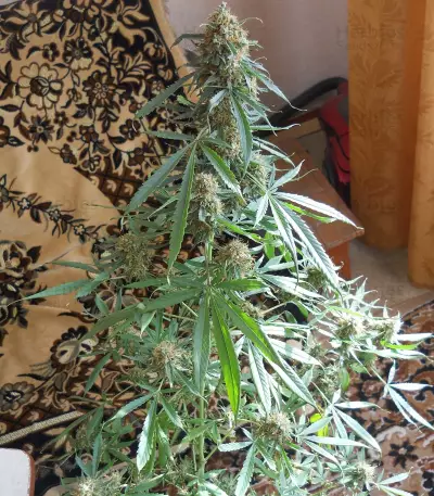 Graines de cannabis Pure AK (Female Seeds)