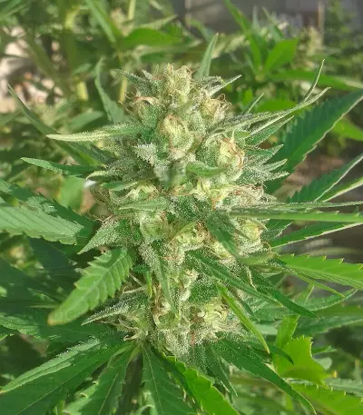 SexBud feminized seeds