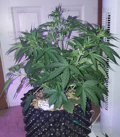 Tangie'matic Auto Seeds
