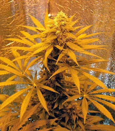 Top Dawg Seeds - Cannabis Strain Seeds for Sale