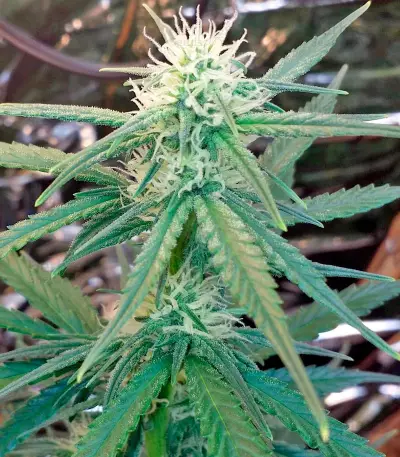White Cheese Autoflowering feminized seeds