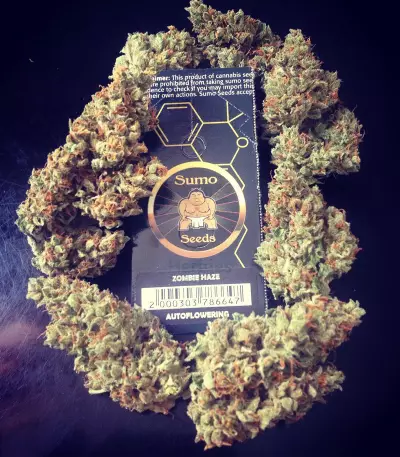 Zombie Haze Auto feminized seeds