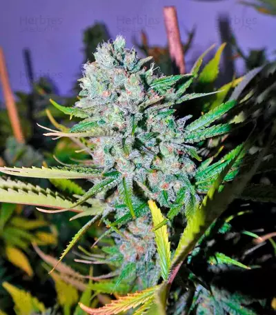Deep Cheese Seeds