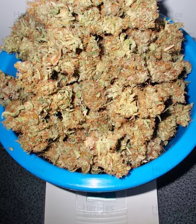Liberty Haze Seeds