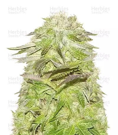 Graines de cannabis White Widow (Pyramid Seeds)