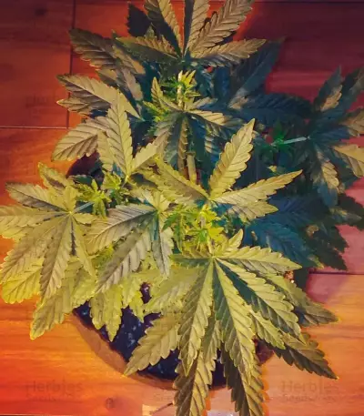 Afghan Cow Seeds