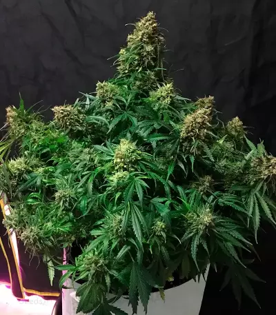 Graines de cannabis Auto Glueberry O.G. (Dutch Passion)