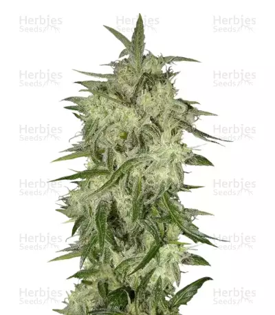 Lemon OG Haze Auto (Nirvana Seeds)