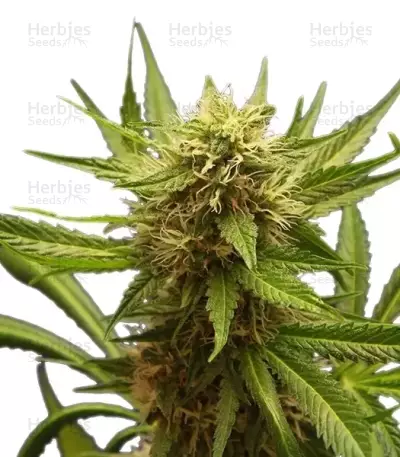 Graines de cannabis Northern Light (RQS)
