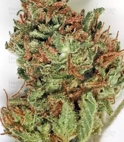 Santa Sativa Seeds