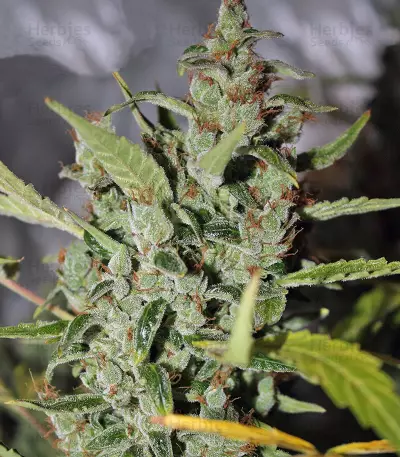 Tundra (Dutch Passion)