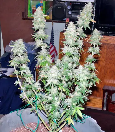 Graines de cannabis Afghan Kush X Yumbolt (World of Seeds)