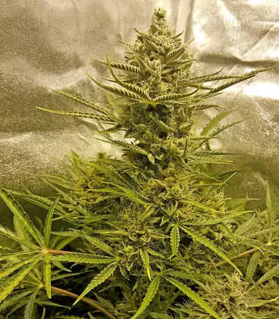 Blue Cheese Auto cannabis strain