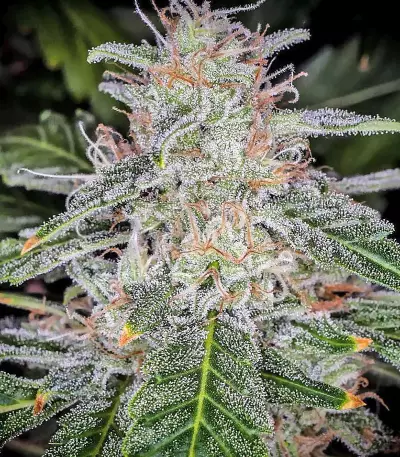 Blue Dream'matic strain
