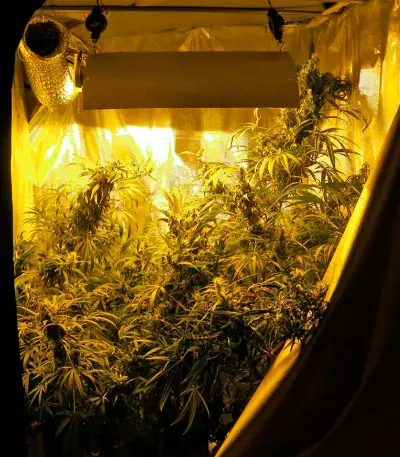 Graines de cannabis Brazil Amazonia (World of Seeds)