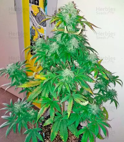 Bubba Kush Autoflowering Seeds