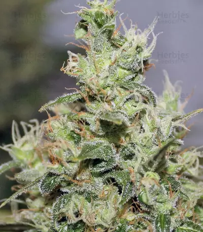 CBD Kush (Dutch Passion)
