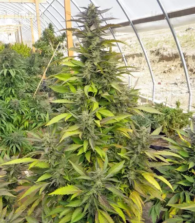 Chemdawg regular (Humboldt Seeds Organization)