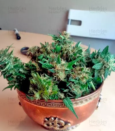 Chill-OM Seeds