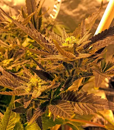 Critical Kush (Dinafem Seeds)