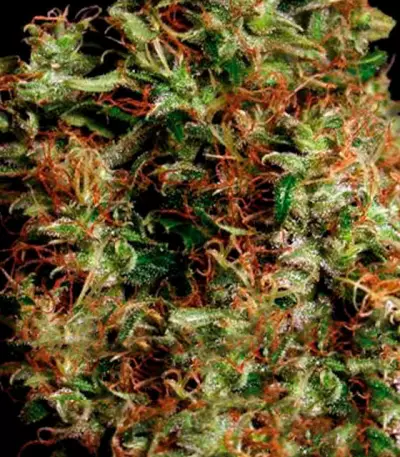 NY Diesel Seeds (Vision Seeds)
